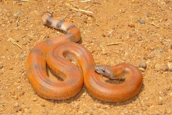 In April 2019, a person was arrested from Kalyan with a red sand boa — a non-venomous snake — (weighs 2.49 kg and 145 cm long) that is a protected species under the wildlife protection act, 1972. The Maharashtra Forest Department. trap and arrested Sitaram Pawar near Khoni Phata on Sunday around 5.30 pm. The snake was recovered from him and an offence as per the wildlife protection act was registered. The accused was produced in court where he was sent to three days police custody