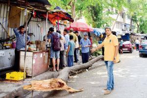 Mumbai: Andheri colony locals shudder at tree breaks