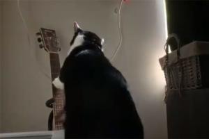 Viral Video: This cat plays guitar to wake-up his human