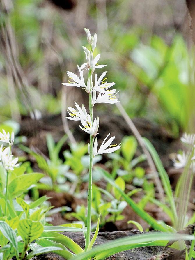 Chlorophytum borivilianum