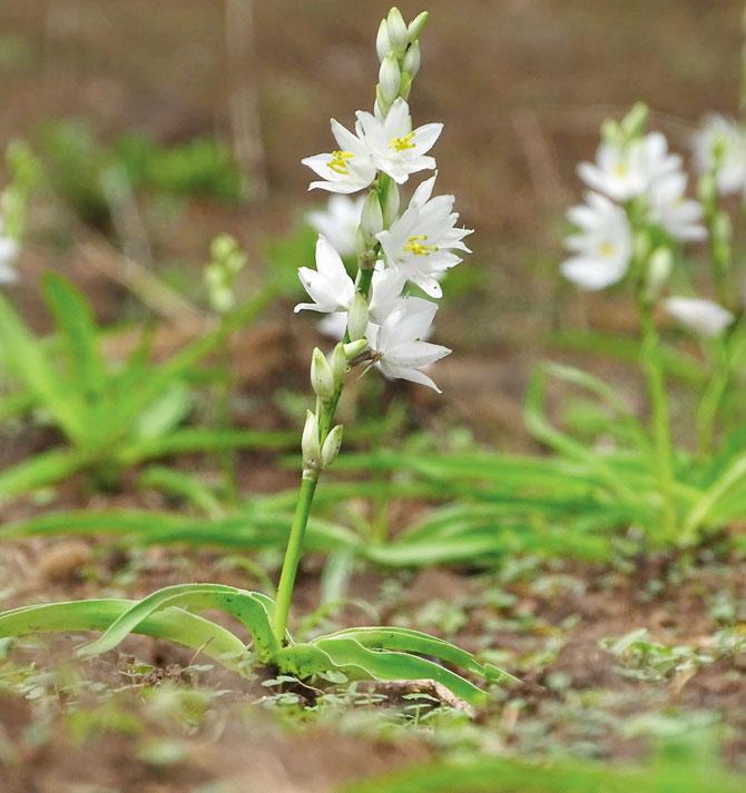 Chlorophytum tuberosum
