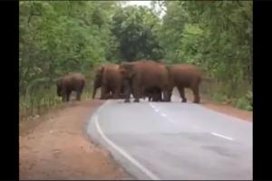 Video: Elephants take out funeral procession for dead calf goes viral