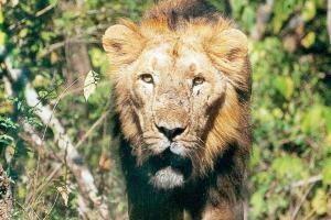 Must shift rail tracks, shutdown quarries to save Gir lions: Gujarat HC