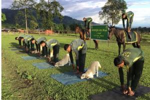 Army dogs, horses beat police troops at asanas on World Yoga Day