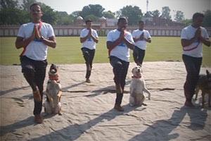 Indian Forces include dogs, horses to celebrate International Yoga Day