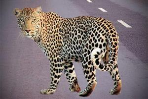 Hyderabad: Leopard in ICRISAT campus finally captured after 3 months