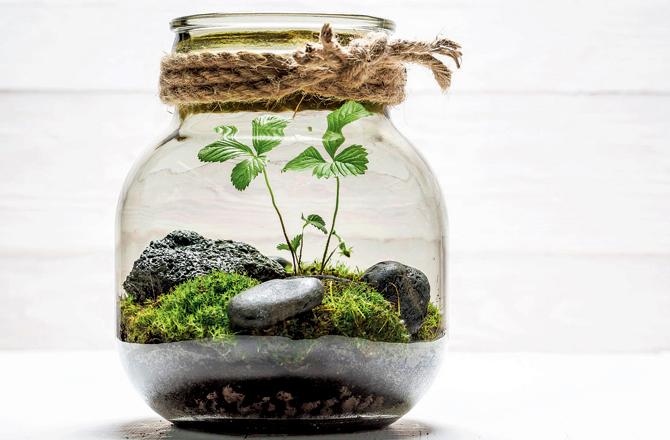 Make a terrarium