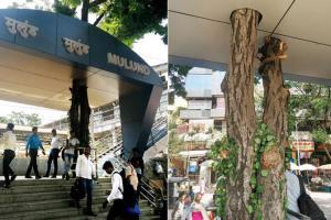 CR builds station's roof by enclosing 20-year-old tree at Mulund