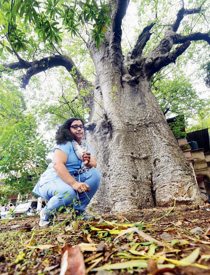 Author Roopali Deshingkar seen with the ancient Baobab in Thane. A Boabab promises a life of 500 years. Pic/Sameer Marakande