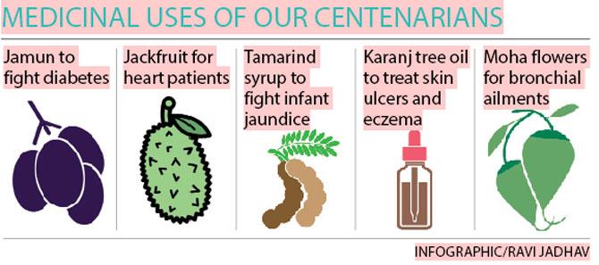 Medicinal uses of our centenarians