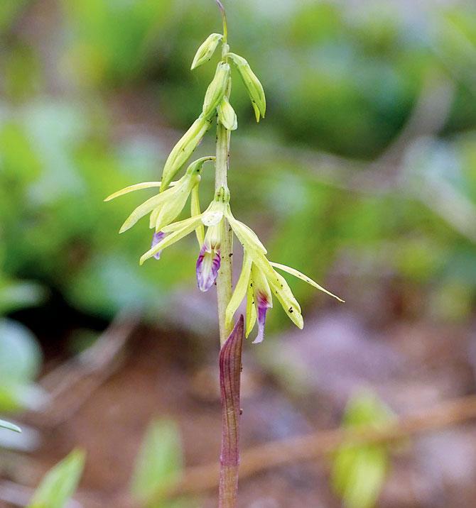 Nervilia aragoana