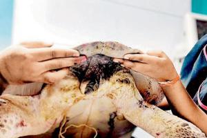 Report injured turtles to forest department urge NGOs
