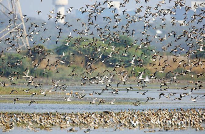 2017: A flock of migratory birds at Panje wetland. This week, only two flamingos were visible on what is now a dry stretch