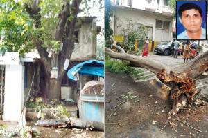 Three dead in tree collapse incidents in Jogeshwari, Malad, and Govandi