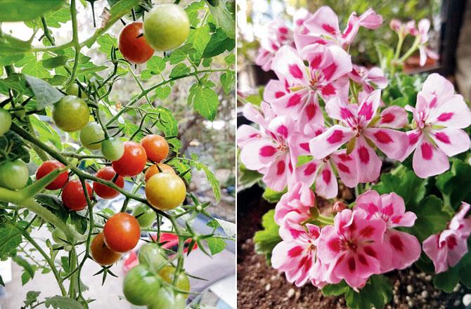 Cherry tomatoes from Dr Samiya Shaikh’s garden; Geraniums from Bora’s garden
