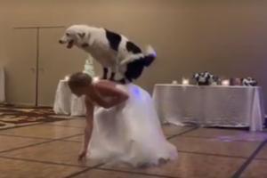 Bride dancing with dog sales