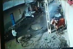 Watch video: Bull goes on rampage in Gujarat, injures two
