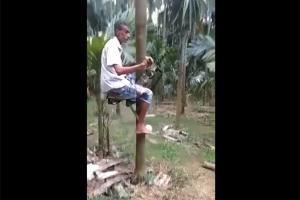 Farmer uses ingenious 'bike' to climb up a tree, amuses Twitter