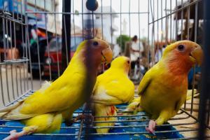Mumbai: Raid at Crawford Market; exotic birds and flamingo rescued