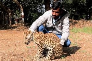 Leopard cub with spinal injuries rescued; returns safely into wild