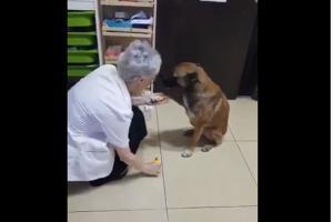Viral video: Street dog walks to pharmacy to show injured paw