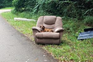 Pup laying in armchair starving by roadside leaves netizens emotional