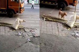 Shocking! This Mumbai stall sells sugarcane with dog urine on it