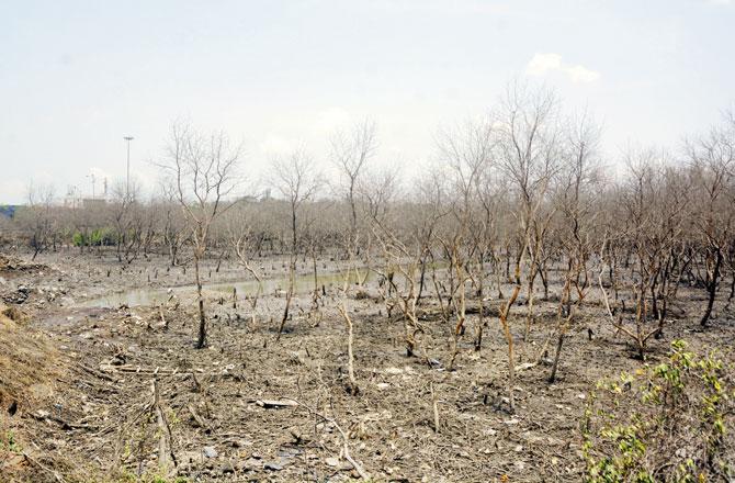 Debris generated by the construction of the NH348 is being dumped in a mangrove patch near Pagote village allegedly after clearance from CIDCO. Since September last year, this has led to the destruction of mangroves in a patch of 4.6 ha. Pics/Sneha Kharabe