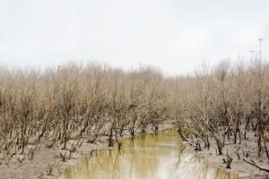 8,000 hectares of mangroves destroyed, creeks blocked in Uran