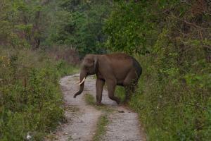 Forest guard injured by wild elephants that entered Gadchiroli