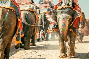 PIL in Guwahati HC against move to transport four jumbos to Ahmedabad