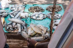 Fish imports tested for formalin at Goa border