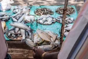 Vishwajit Rane: Proper test conducted on fish, no need to panic