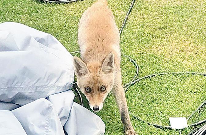 A fox arrives during Australia