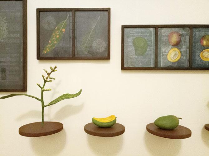 Installation view of Mangifera Indica by artist Rashmimala