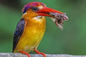 Karnala Bird Sanctury closes portion of its park for Kingfisher bird