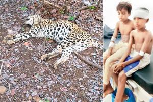 Female leopard that attacked two kids found dead in Thane