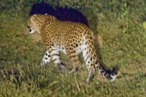 Leopard enters residential area in Thane