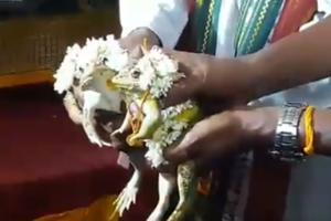 People in Udupi get frogs married to please rain gods