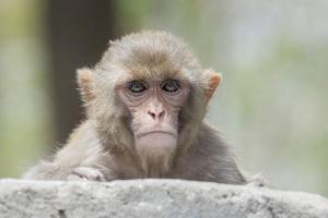 15 monkeys die due to heat stroke, water scarcity in MP forest