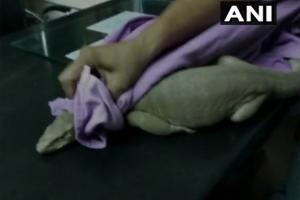 Monitor lizard found in government hospital's emergency ward in Haryana