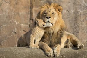 Mumbai's first world-class zoo worth 500 crore to arrive in Goregaon