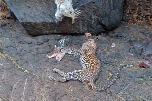Leopard cub found dead in Murbad near Mumbai