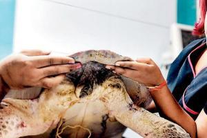 Olive Ridley turtle rescued from net at Sassoon Dock