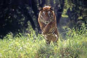 'Tigers killing and eating elephants in Corbett National Park'