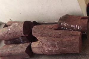 Sandalwood smuggling racket busted, 1 held in Delhi