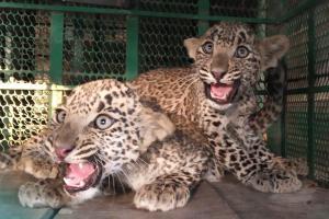 Leopard cubs rescued from drowning in a well in Sangamner 