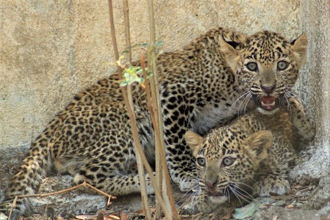 Leopard cubs rescued from drowning in a well in Sangamner 