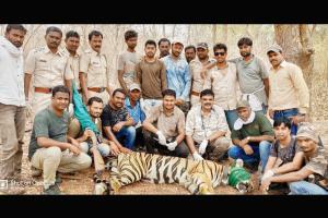 With 60 tigers, conflict ahead for Brahmapuri?