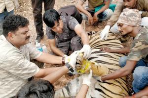 'Volunteers to comb forests for snares to prevent deaths of animals'